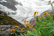 Осенние цветы на морене Алибекского ледника